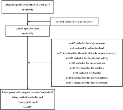 Association between composite dietary antioxidant index and handgrip strength in American adults: Data from National Health and Nutrition Examination Survey (NHANES, 2011-2014)
